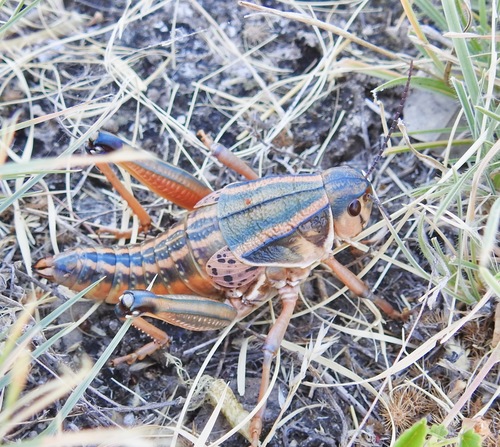 Photo of Plains Lubber Grasshopper (Brachystola magna)