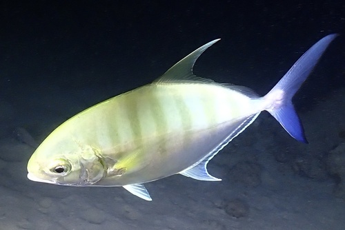 Carangoides ferdau, 2025-01-14