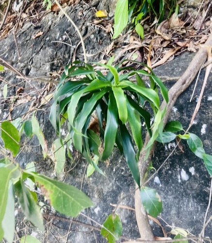 Dracena Reflexa