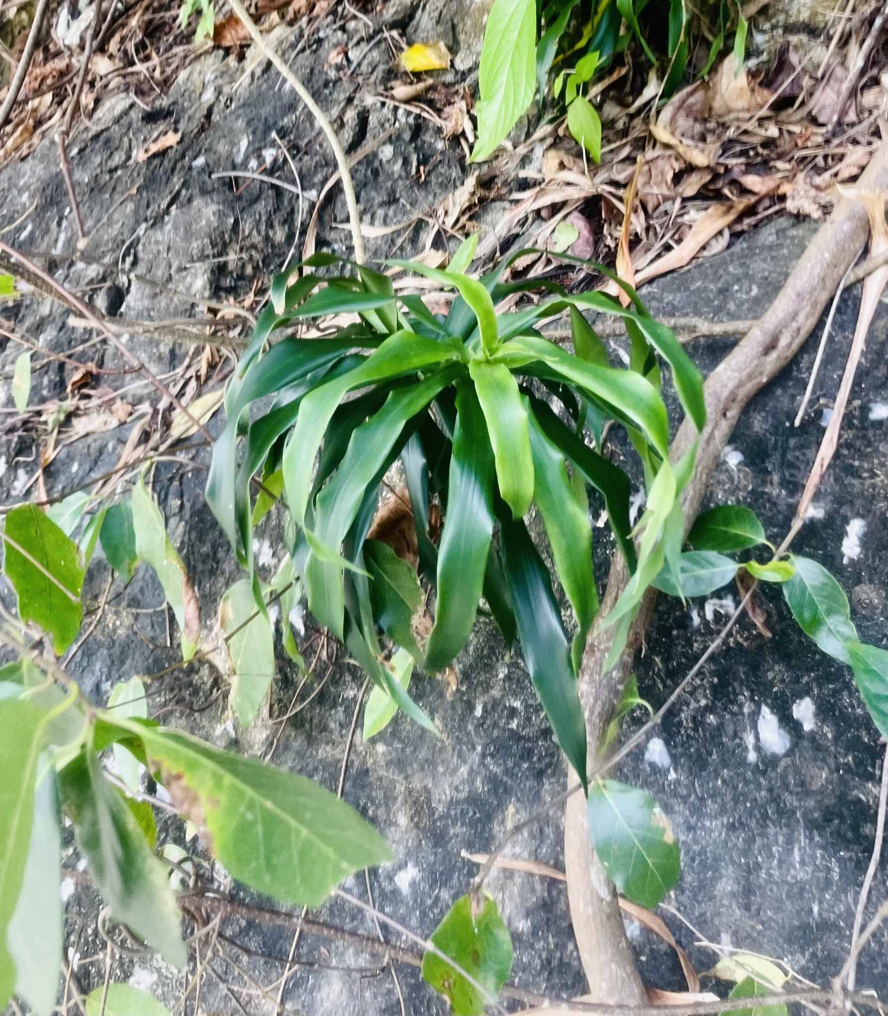 Imagem de Dracena Reflexa