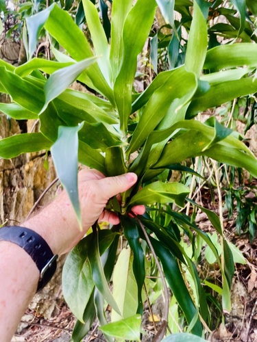 Foto de Dracena Reflexa