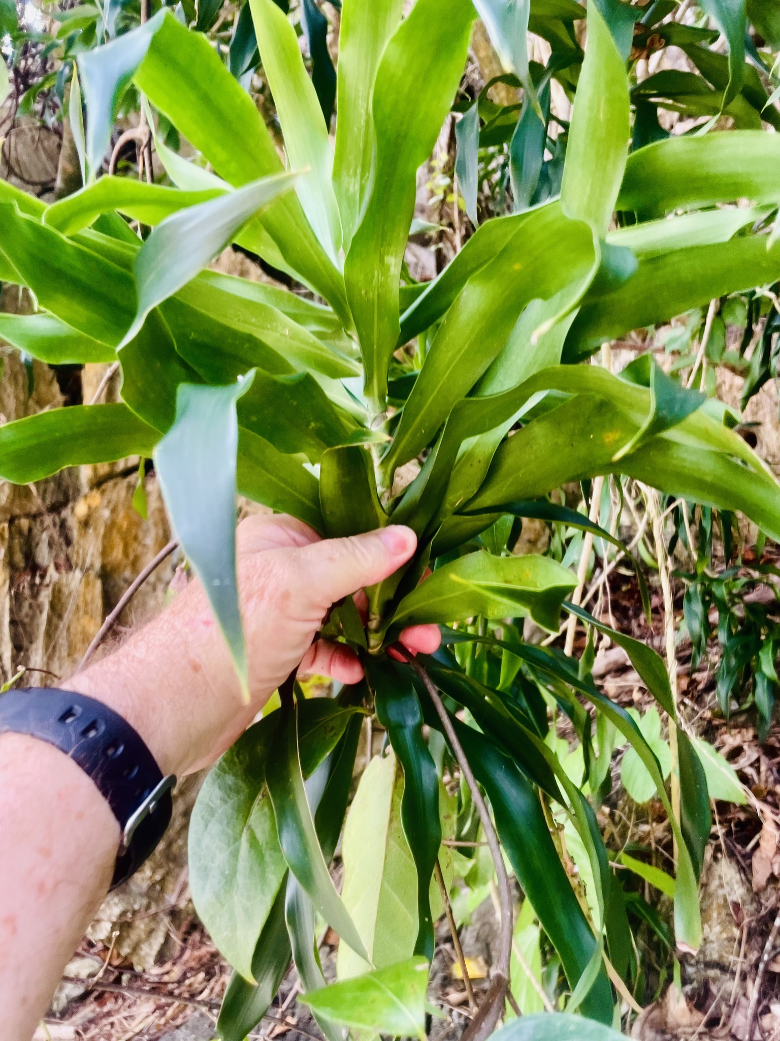 Imagem de Dracena Reflexa
