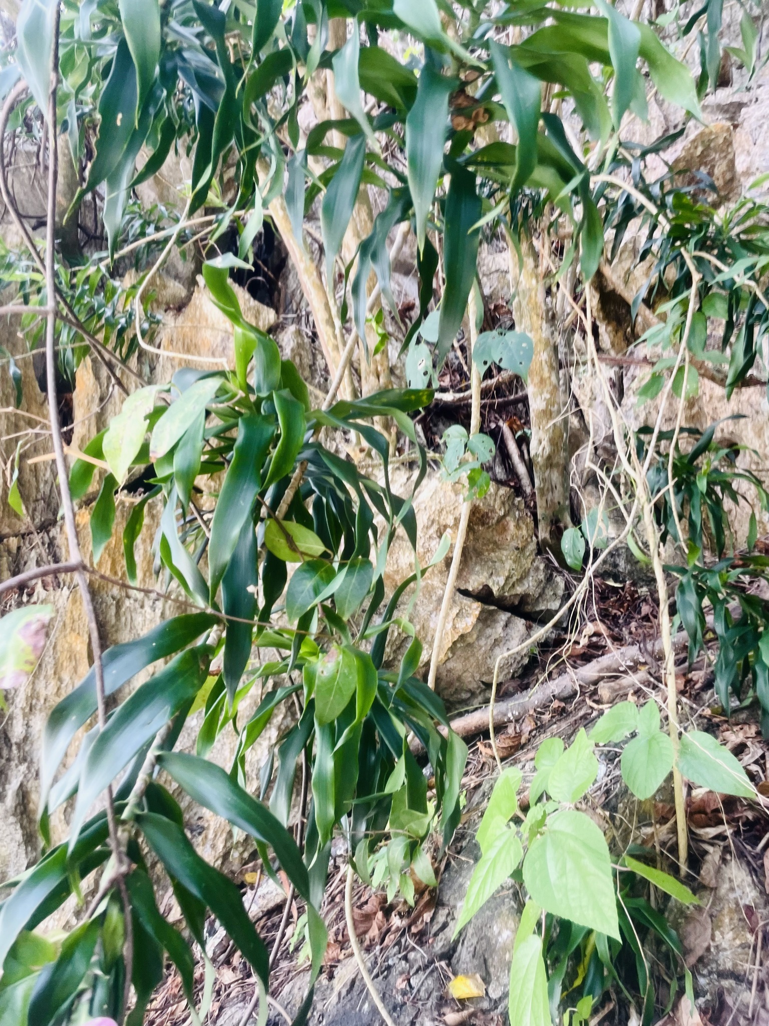 Imagem de Dracena Reflexa