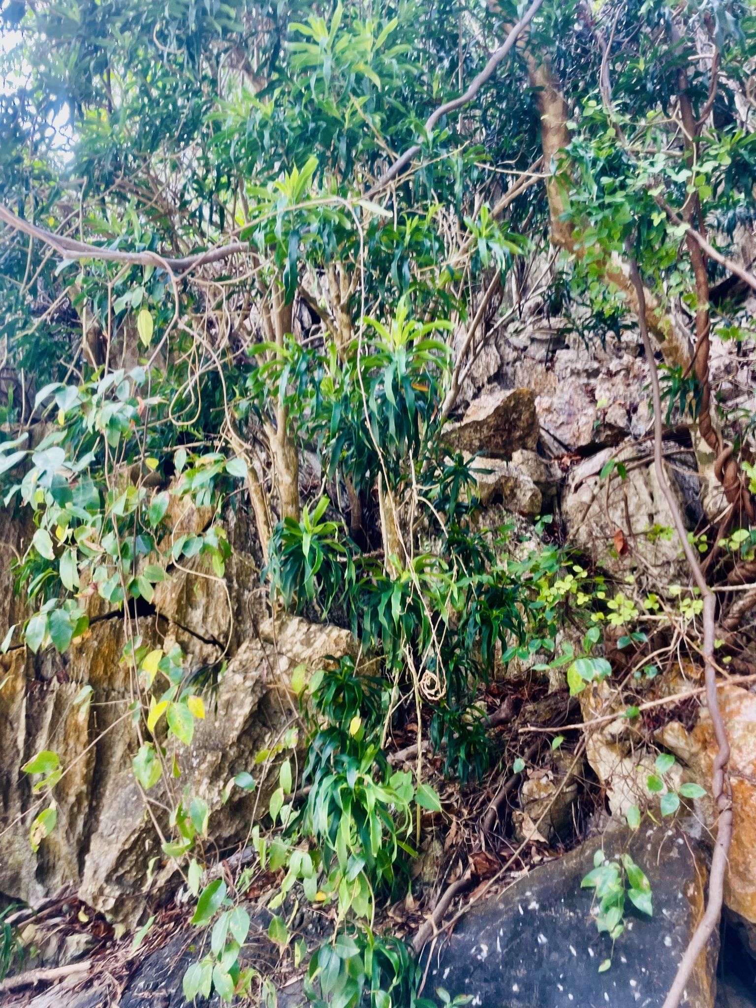 Imagem de Dracena Reflexa