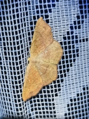 Cyclophora ruficiliaria