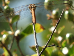 Orthemis ferruginea