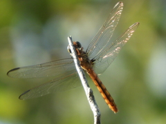 Orthemis ferruginea