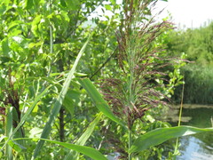 Phragmites australis