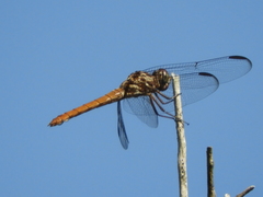 Orthemis ferruginea