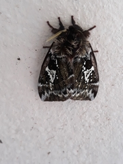 Dirphiopsis epiolina