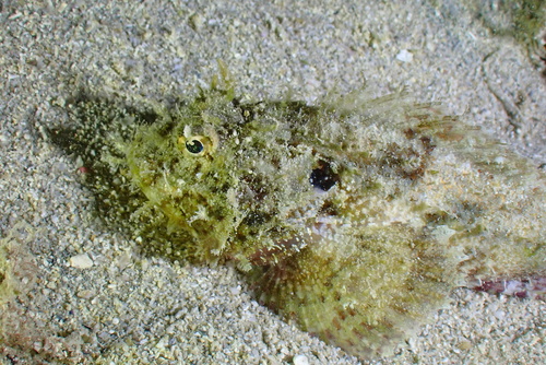 Scorpaenopsis brevifrons, 2025-01-14