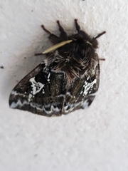 Dirphiopsis epiolina