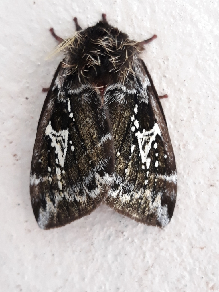 Dirphiopsis epiolina