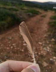 Galerida cristata meridionalis