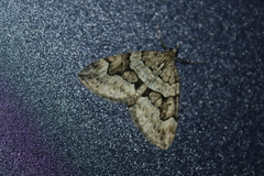 Thera contractata