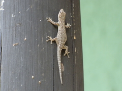 Lygodactylus chobiensis