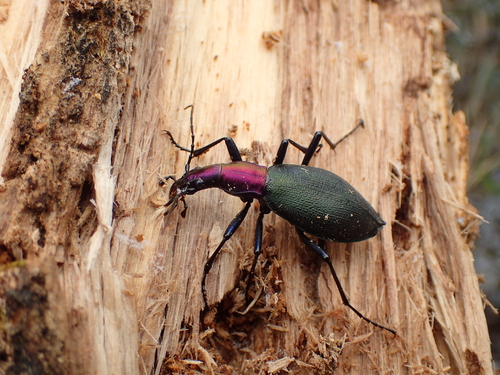 Snail-eating Beetle (Carabus blaptoides) · iNaturalist