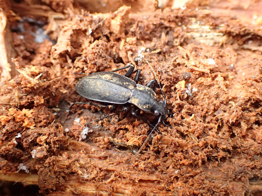 クロナガオサムシ基亜種