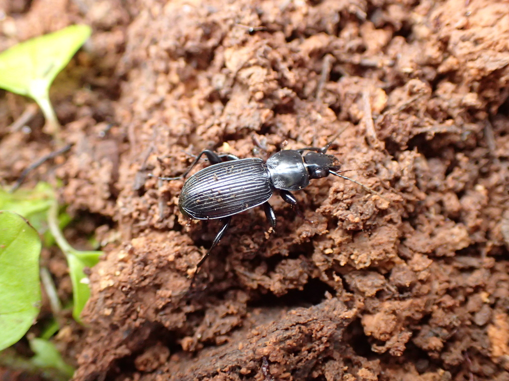 オオクロナガゴミムシ