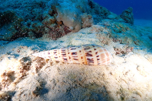 Terebra maculata observed 2025-01-14