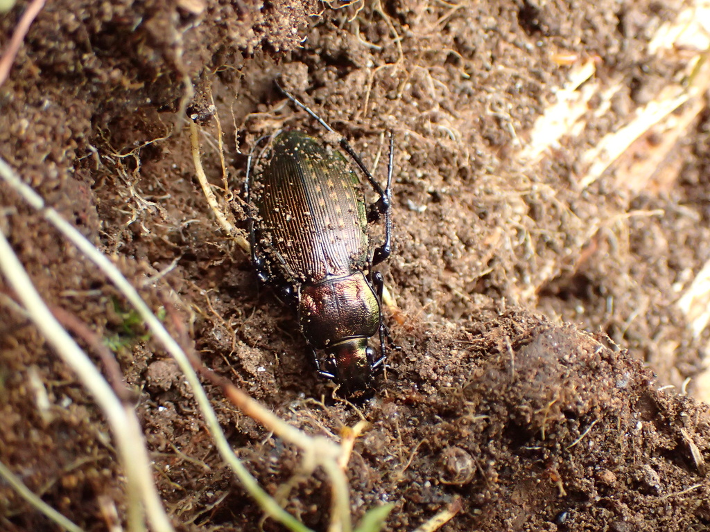 キタアオオサムシ