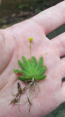 Erycina