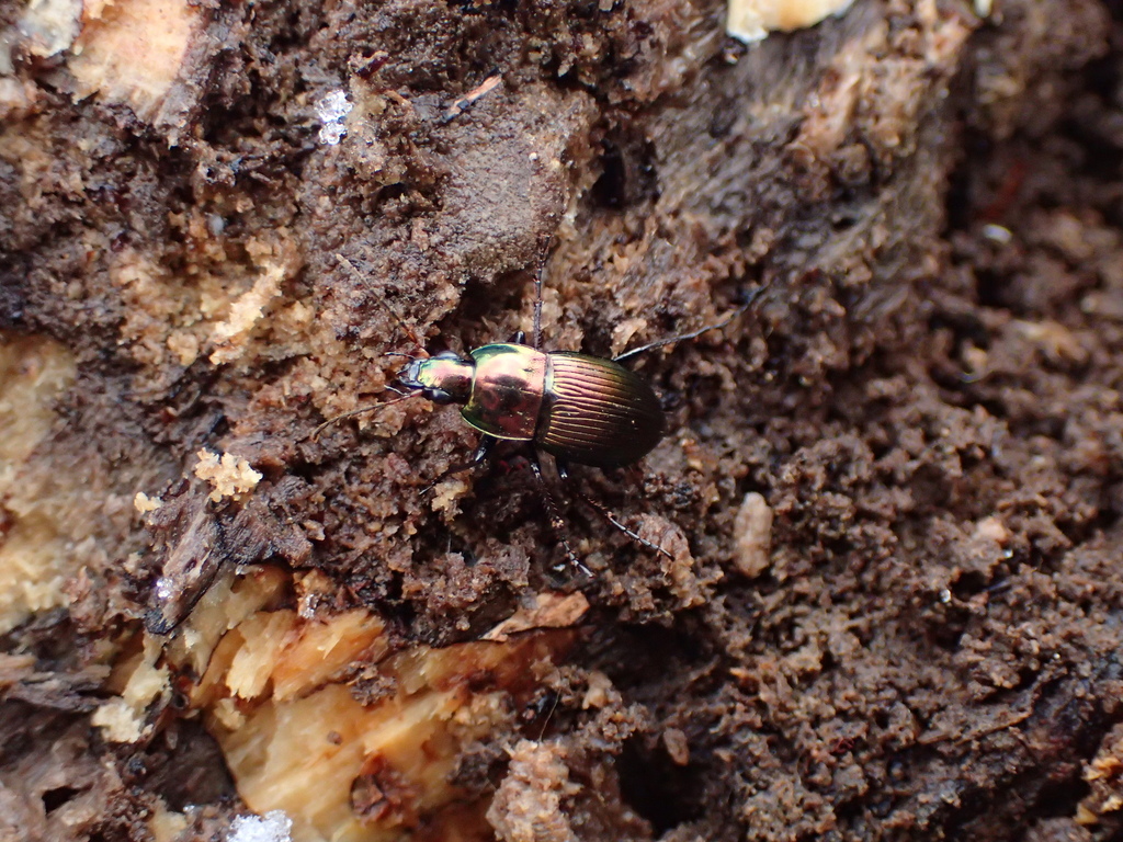 キンナガゴミムシ