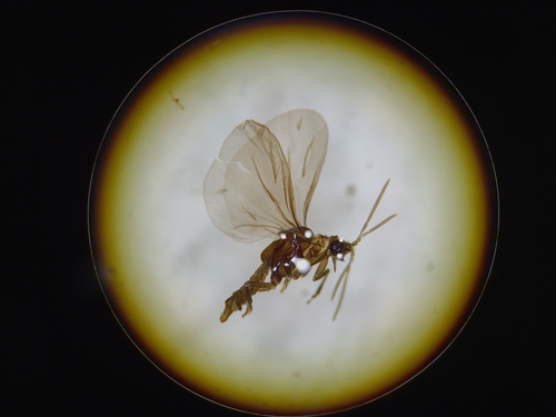 Elenchus tenuicornis