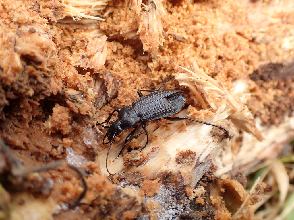 アカガネオサムシ本州亜種