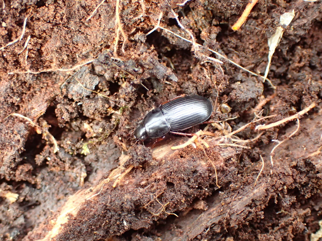 ヤマトトックリゴミムシ