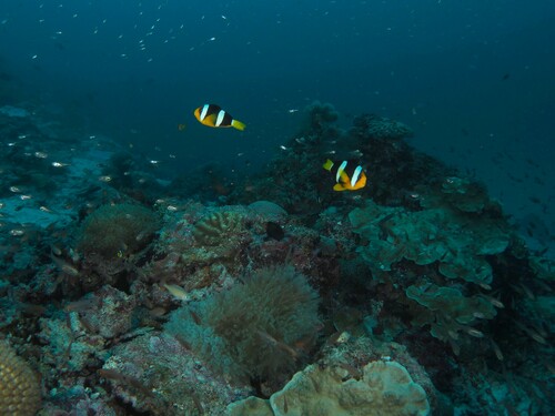 Clark's Anemonefish — seen at this dive site