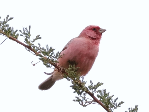Sinai Rosefinch (Carpodacus synoicus), photo 3