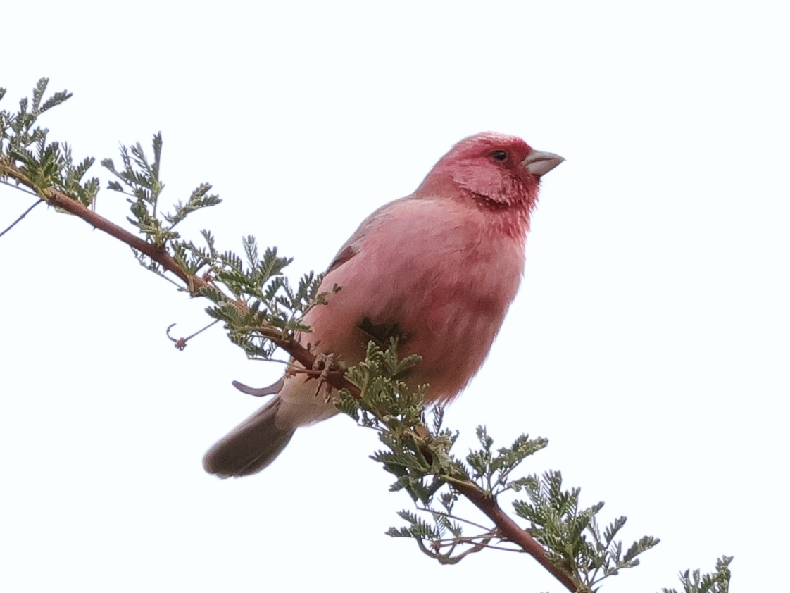 Sinai Rosefinch (Carpodacus synoicus), photo 3