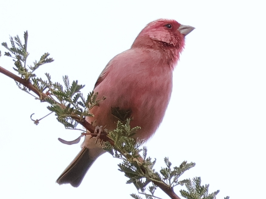 Sinai Rosefinch (Carpodacus synoicus), photo 4