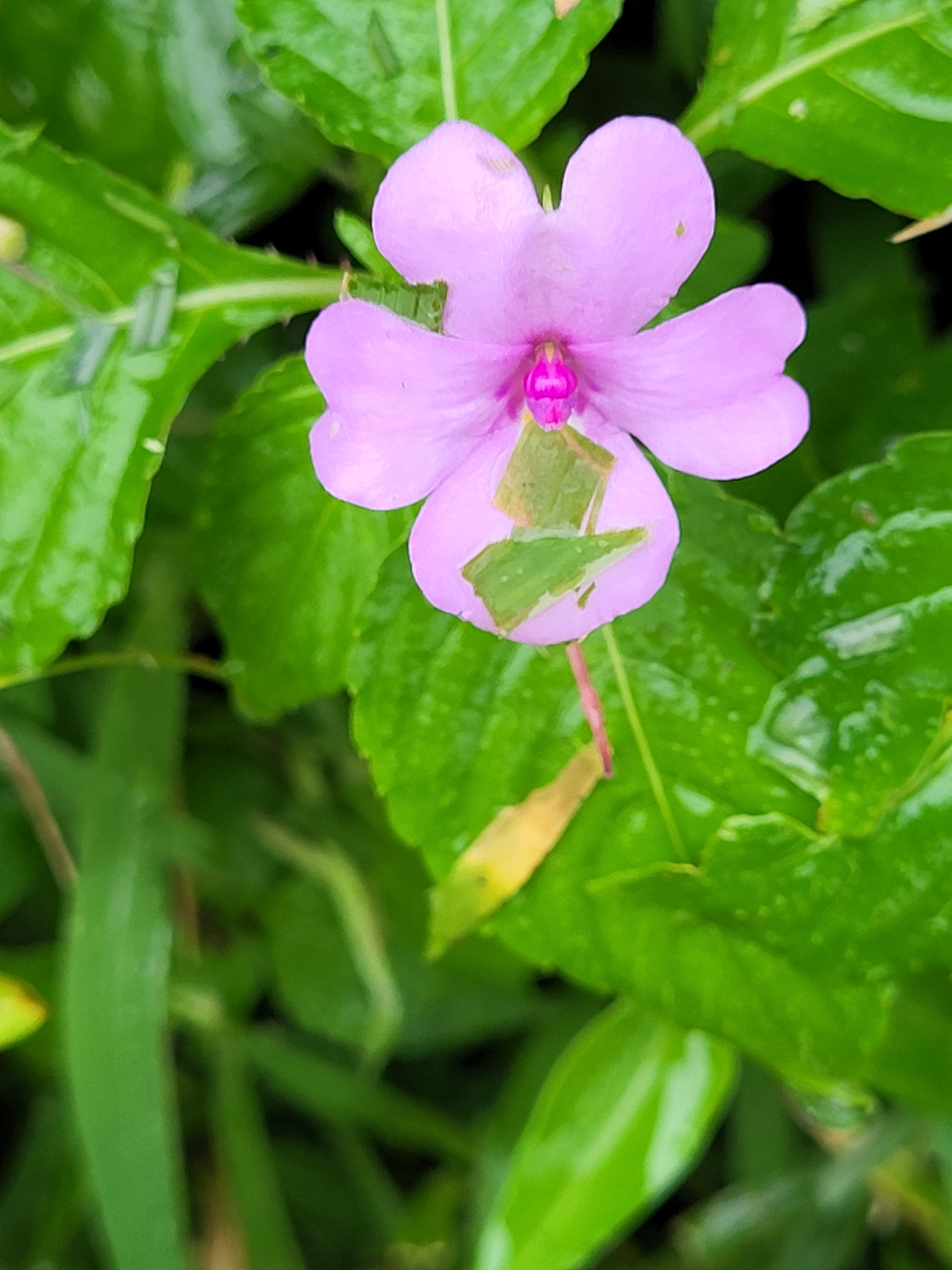 Impatiens walleriana — ảnh 3