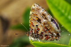 Catapaecilma major