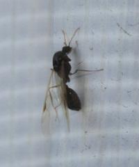Hymenoptera