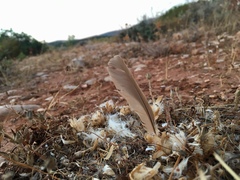 Galerida cristata meridionalis