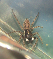 Menemerus semilimbatus