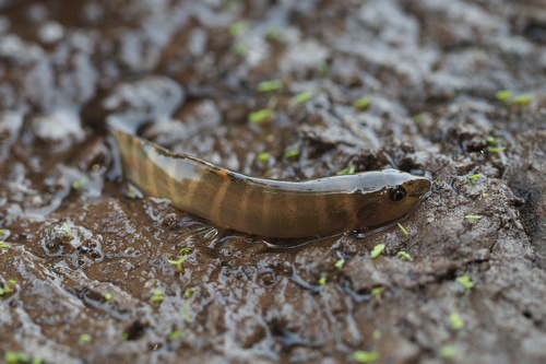 Denison's loach (Nemacheilus denisoni) — Nemacheilidae