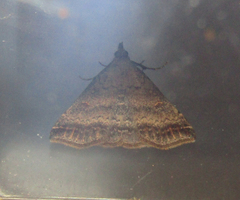 Tetanolita palligera