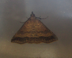 Tetanolita palligera