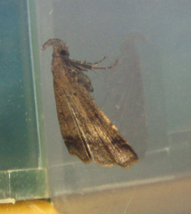 Tetanolita palligera