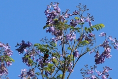 Cinnyris manoensis manoensis