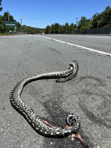Coastal Carpet Python sighting