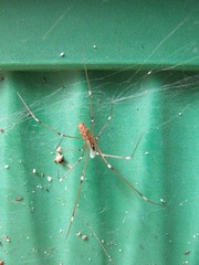 Holocnemus pluchei