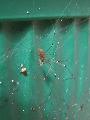 Holocnemus pluchei