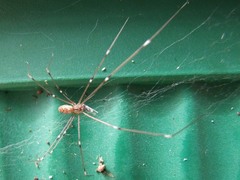 Holocnemus pluchei