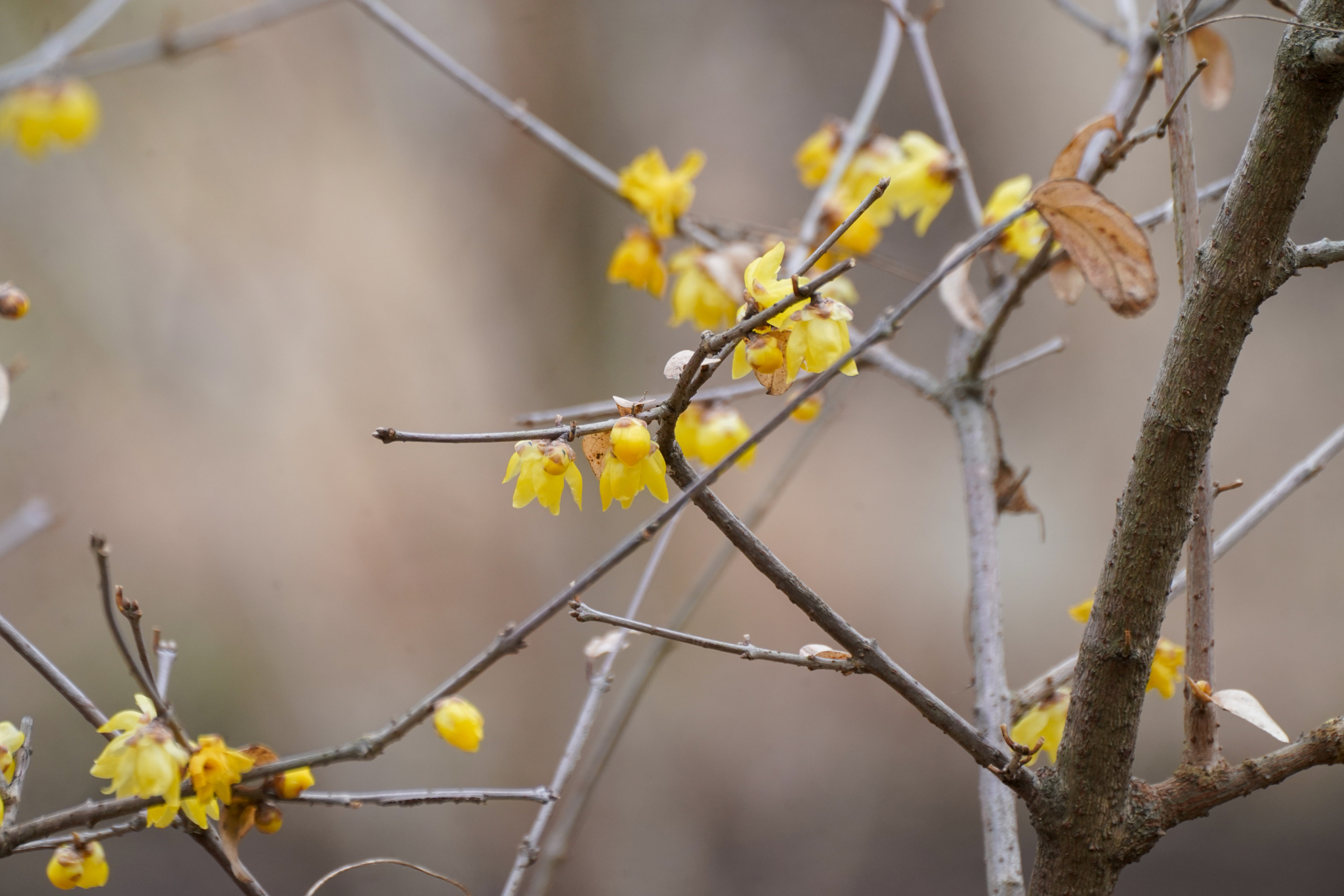 Fragrant Wintersweet (Chimonanthus praecox)