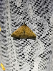 Zanclognatha zelleralis
